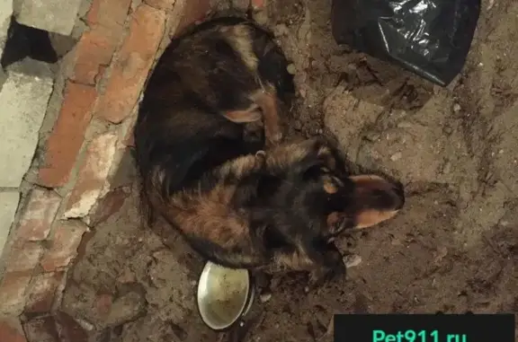 Найдена собака в Большом Буньково