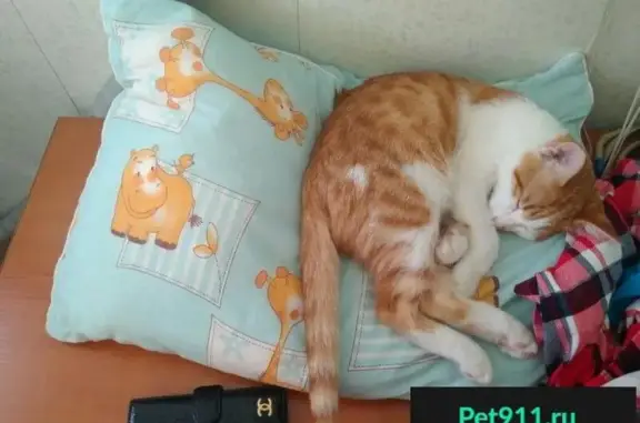 Кошки потеряшки, Партизанск, фото: Потеряшка кот возле реки в ошейнике с колокольчиком, Партизанск, Приморский край