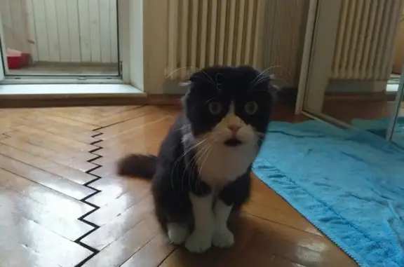 Найдена кошка на Дорогобужской в Москве