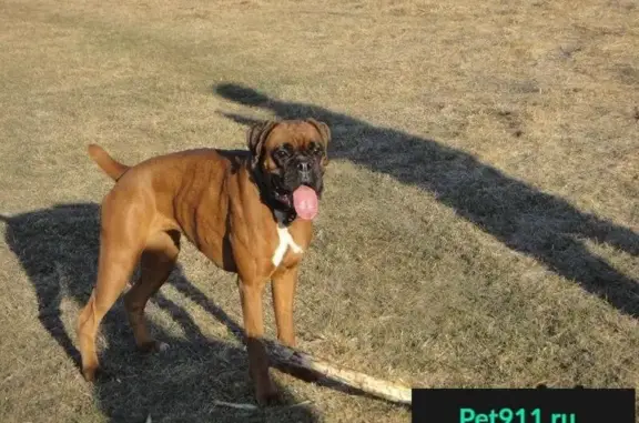 Пропала собака породы Боксер в Новокузнецке, откликается на кличку Шкода