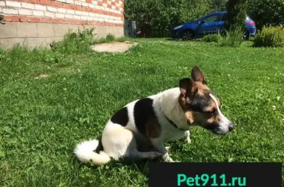 Найдена собака, Вяткино, фото: Найдена добродушная собака в Вяткино