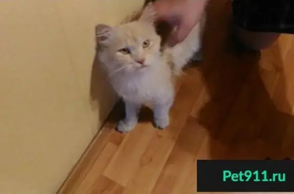 Найдена кошка на улице Козлова в Симферополе