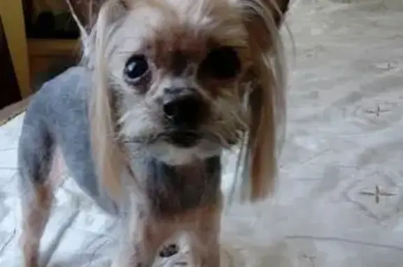 Собаки потеряшки, Верейский Снт, фото: Потеряшка собака в СНТ 