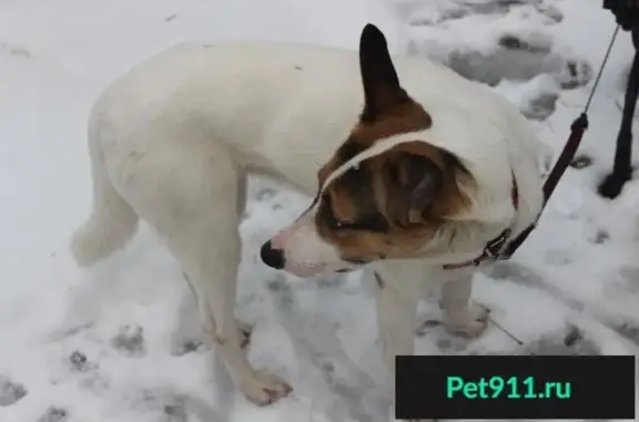 Пропала собака Донна в Новой Трёхгорке