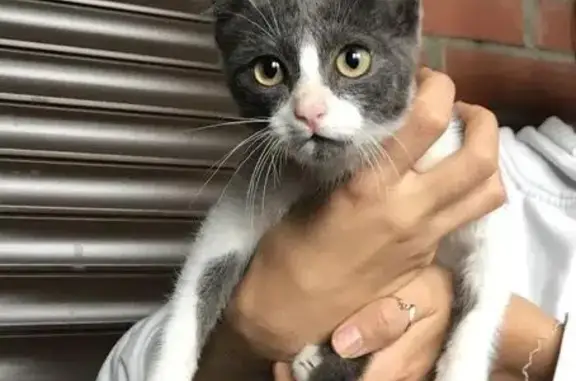 Найден домашний котенок на улице Ельцовская
