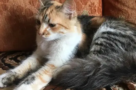 Найдена кошка на Ташкентской улице
