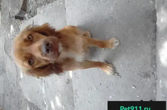 Найдена рыжая собачка на Базе отдыха СОК Дивное