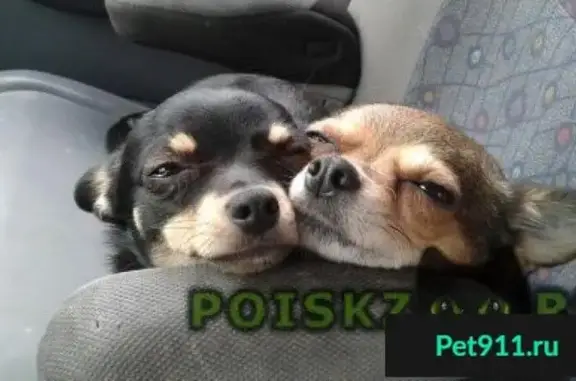 Пропала собака в районе городского парка, ищем двух чихушек в Пушкино.