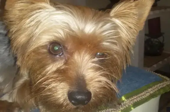 Пропала собака Люк в Лермонтово, Краснодарский край