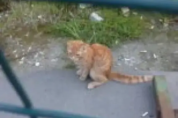 Найдена кошка в Кольцово на проезде Горнистов 1Б