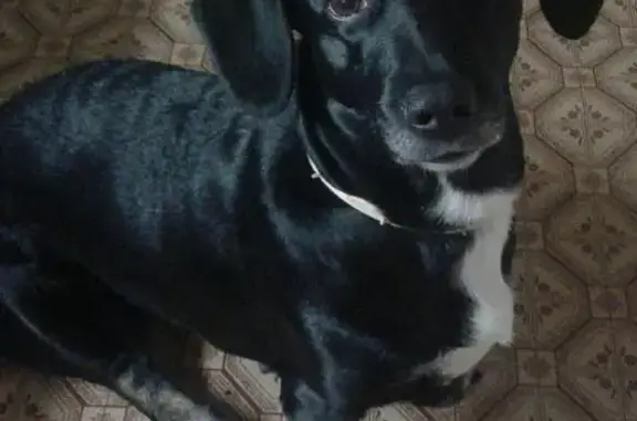 Пропала собака в СНТ Дружба, Челябинск