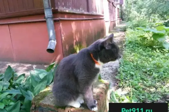 Пропала кошка Муха на улице Калинина, Раменское
