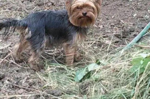 Найдена собака в районе 1 садов по Сокурскому тракту, Саратов