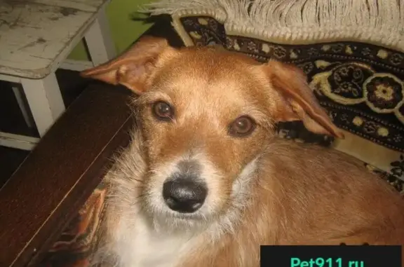 Пропала собака в Ставрополе на Фурманова-Ялтинская, помогите!