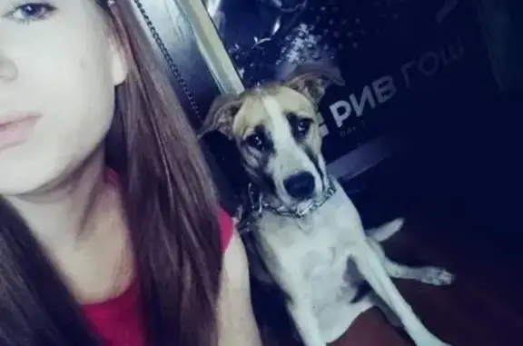 Собаки потеряшки, Заречное, фото: Потеряшка собака в Головино, Томская область