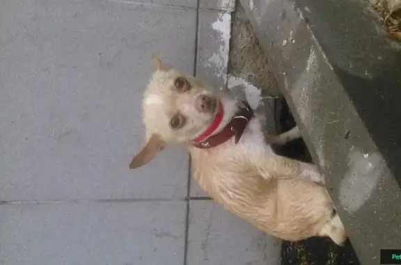 Найдена собака в Теплом Стане, Москва