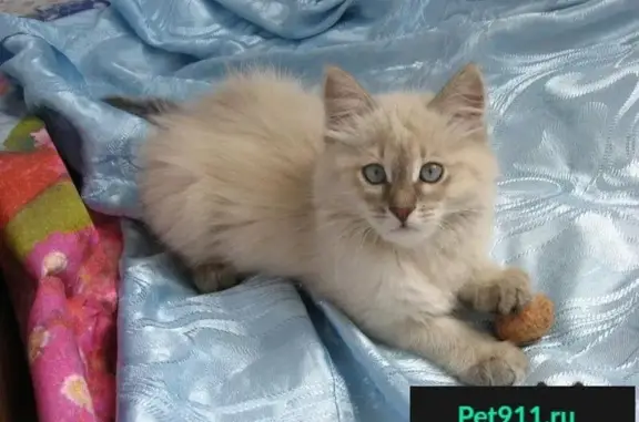 Найдена домашняя кошка-котенок в Москве