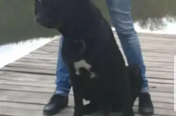 Пропала собака в Севастополе с белым пятном на груди
