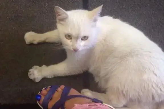 Потерялся котик на Южнобутовской улице в Москве