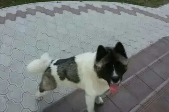 Пропала собака в с. Гремячье, Воронежская область.