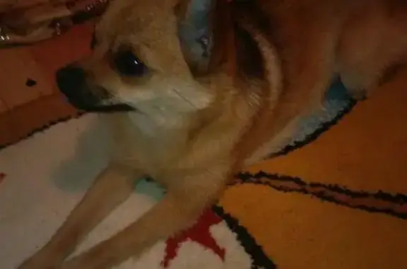 Собаки потеряшки, Энергетик, фото: Потеряшка собака Лия в поселке Энергетик, Башкортостан