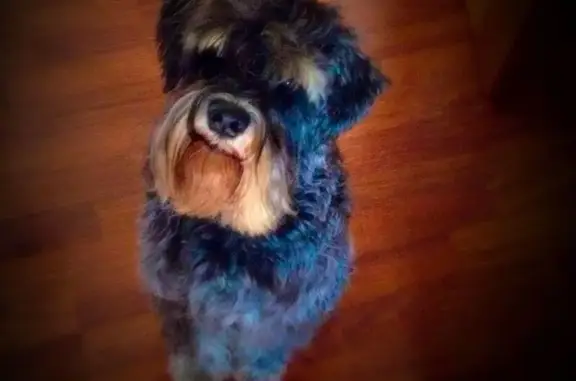 Собаки потеряшки, Донецьк, фото: Потеряшка собака в Донецке, поселок Октябрьский, контактный, имя Дима