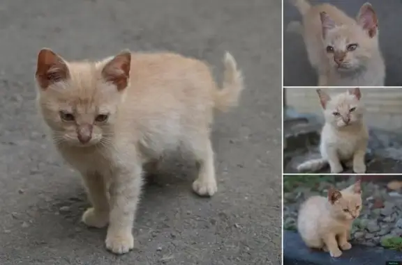Пропала кошка Симба на улице Шеболдаева