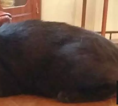 Пропала черная кошка в деревне Сосенки, Москва