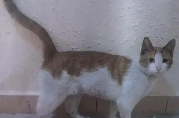 Найдены кошка и кот на Сочинской улице, Москва