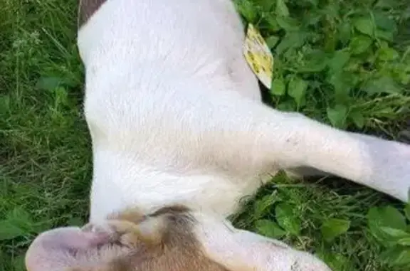 Найден бело-рыжий щенок в поселке Чкаловском, Ростов-на-Дону