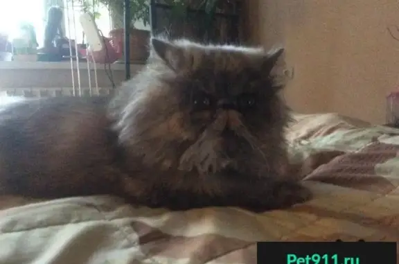 Пропала персидская кошка в районе озера Верято, Псковская область