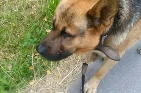 Найдена собака в Сертолово, Ленинградская область.