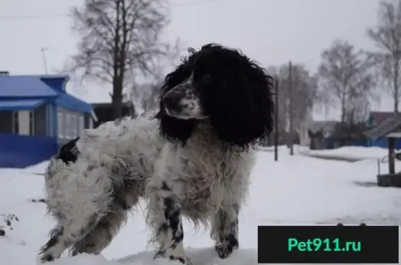 Пропала собака в Пильнинском районе, вознаграждение!