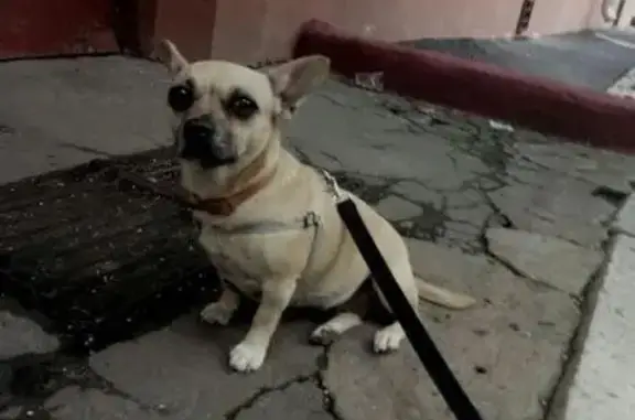 Найдена маленькая собачка в парке Кузьминки, ищем хозяина