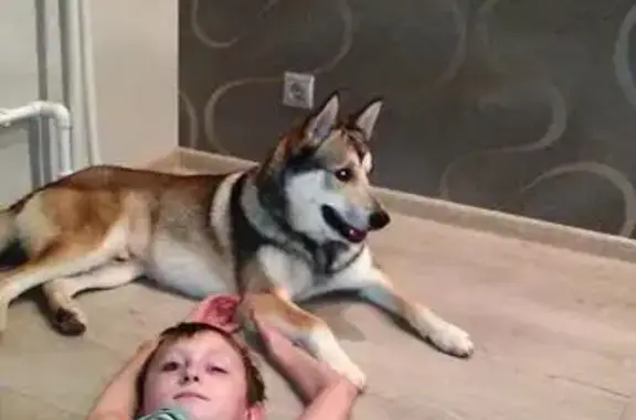 Собаки потеряшки, Руза Старая, фото: Потеряшка собака Тайфун в Малеевке, Рузский городской округ