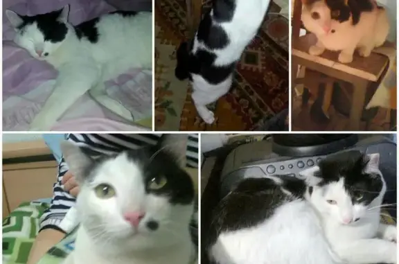 Пропала бело-черная кошка в Ангарске, Иркутская область