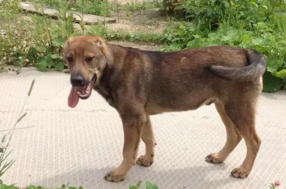 Пропала собака в деревне Суханово, Московская область