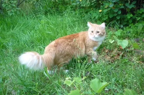 Пропала кошка на улице Высоковольтная в Рязани