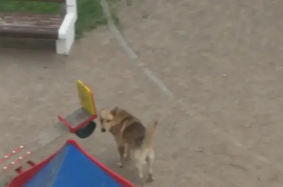 Найден пес на ул. Победы, 28 в Краснознаменске