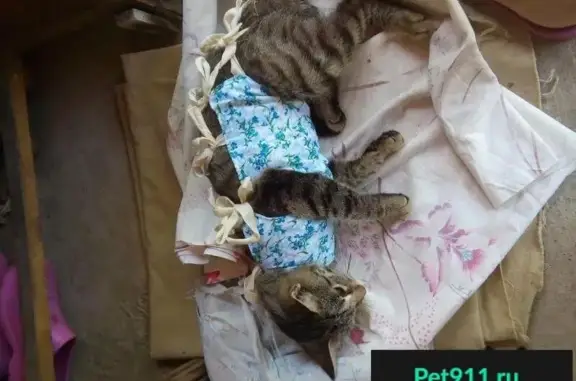 Пропала кошка на углу Ленина/Плеханова, Усть-Лабинск