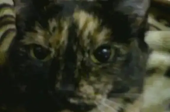 Кошки потеряшки, Одинск, фото: Потеряшка кошка на Площади Ленина в Иркутской области