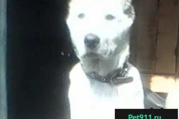 Пропала собака в Усть-Куте, район базы 