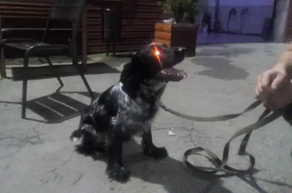 Найдена собака в Хорошово-Мневниках, Москва