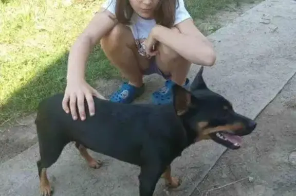 Собаки потеряшки, Терюха, фото: Потеряшка собака в деревне Терюха