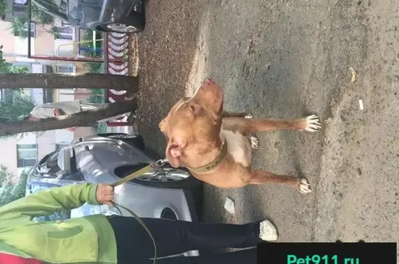 Найдена собака на Рада, 3 года в Ставрополе