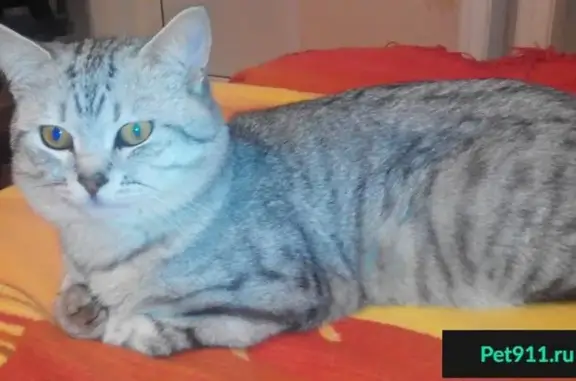 Пропал котик с дачи в Московской области, вознаграждение гарантировано