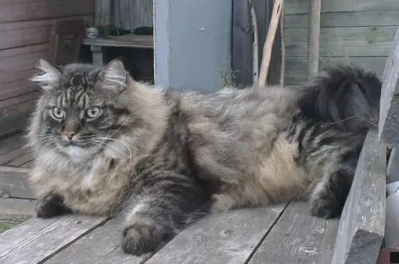 Кошки потеряшки, Нововилговское, фото: Потеряшка большая кошка на даче в СНТ Импульс, Республика Карелия