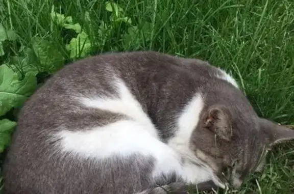 Найдена кошка на пересечении Белинского и Полтавской