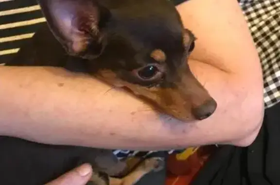 Найдена собака в Новокосино, шоколадно-подпалого окраса