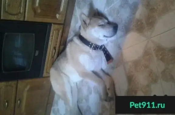 Найдена ласковая собака на Верхней Красносельской